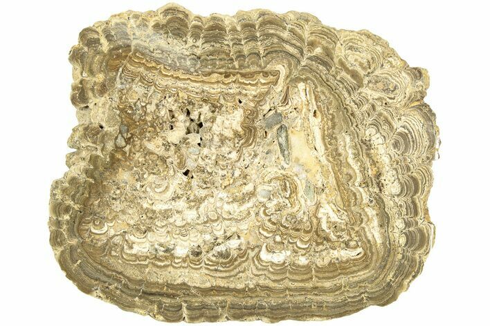 Polished, Freshwater Stromatolite (Oncholites) - New Zealand #207450